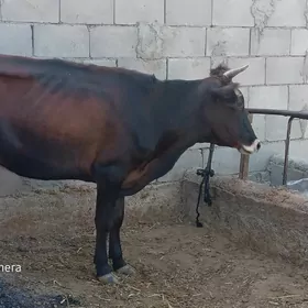 GYSYR SYGYR
