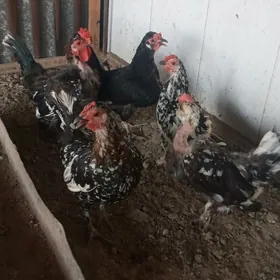 karlık yaponcık