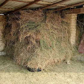 Ýorunja