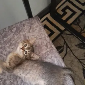 серая кошечка