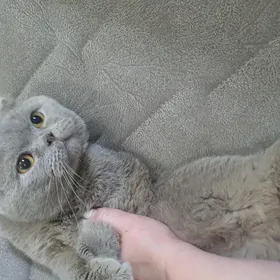 Коты для кошек