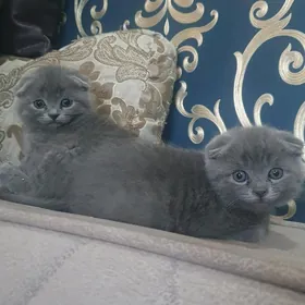 Шотландские котята