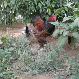 Brama