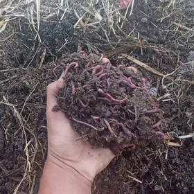 Kaliforniýa gurçuk Biogumus