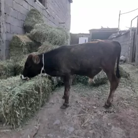 okuzce