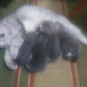 Шотландские котята
