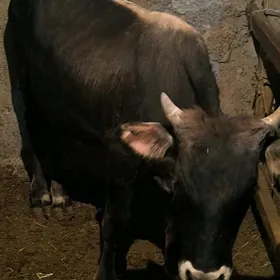 Arassa swes okuz