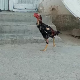 taşkent horaz
