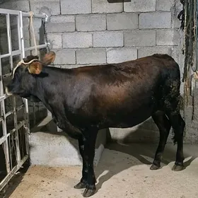 TÛWE BAKYLAN
