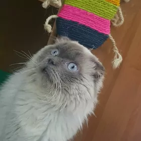 Котик