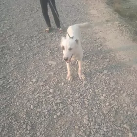 Akja