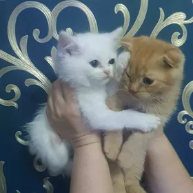 Рыжий вислоухий мальчик