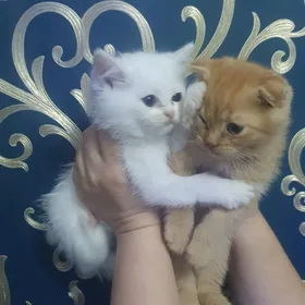 Шотландские котята
