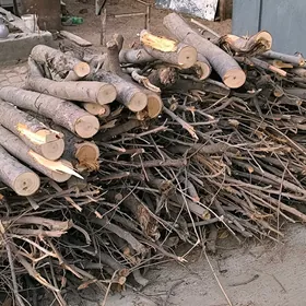  Odun Agac 