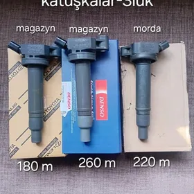 morda-taýoto