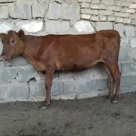 TÙWE GOLE  6 AYLIK
