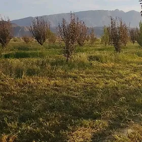 ekin ÿer