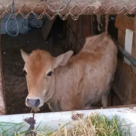 5 aýlyk tüwe