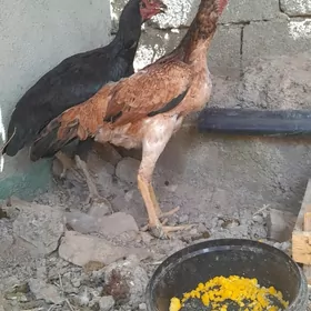 Taşkent