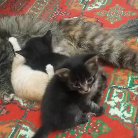 Милые котята
