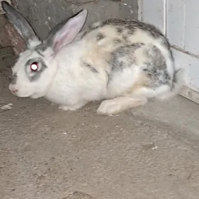 towşan