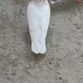 kepderi golubi