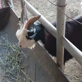 çebiş
