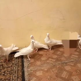 Kepderi