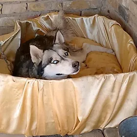 haski   хаски