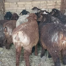 tokli gysyr geci
