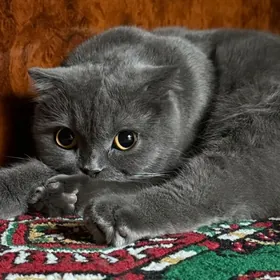вислоухая кошка