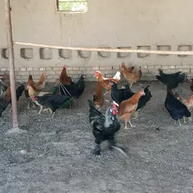 horaz