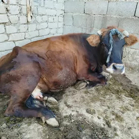Bogaz sygyr