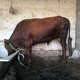 ökuz