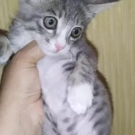 Котята