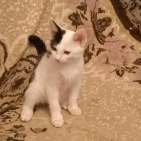 котенок