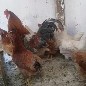 towuklar