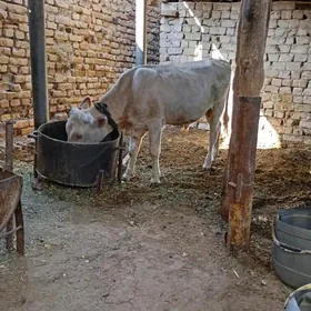 öküz
