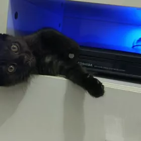 шотландский черный котенок
