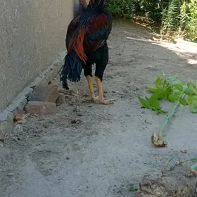 Horaz