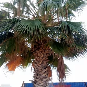 Palma