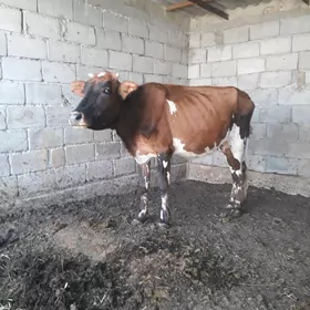 BAkYMLYK GYSYR SYGYR