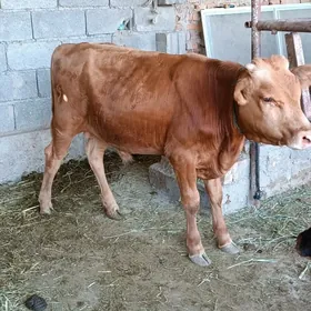 okuzce