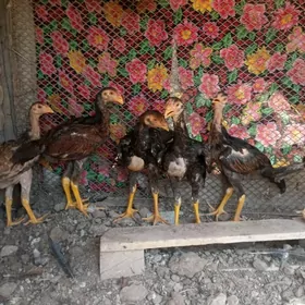 baysow