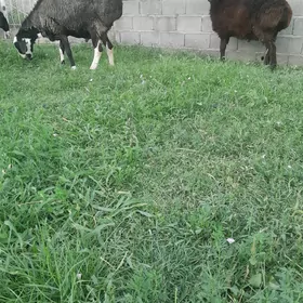Goc Kisar