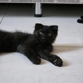 котенок