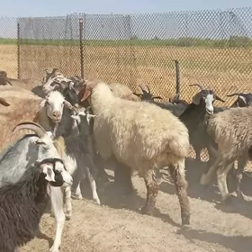 Erkeç Öwrç