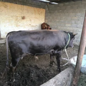 ökuz