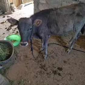 Göle öküzçe