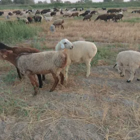 Gisar kockarlar .goyunlar